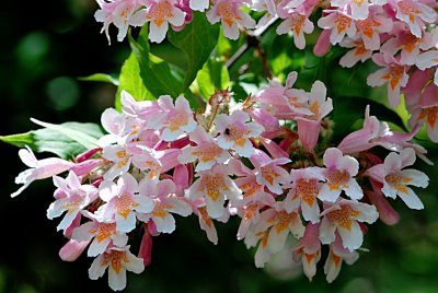 Kolkwitzia amabilis - kolkwitzie krásná - květy